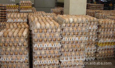 菏澤開發(fā)區(qū)歡騰化工產(chǎn)品公司大量供應(yīng)白殼雞蛋，質(zhì)量有保障